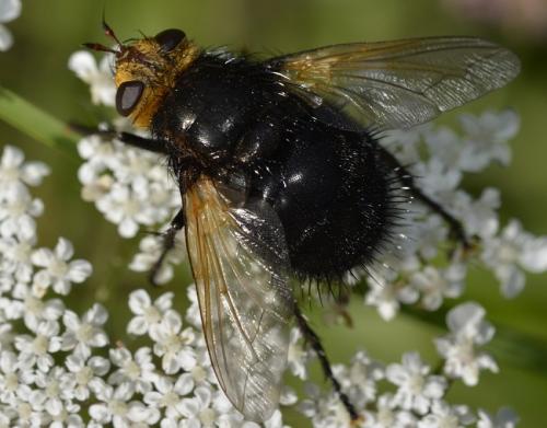Réf. 209 124 : Tachina grossa